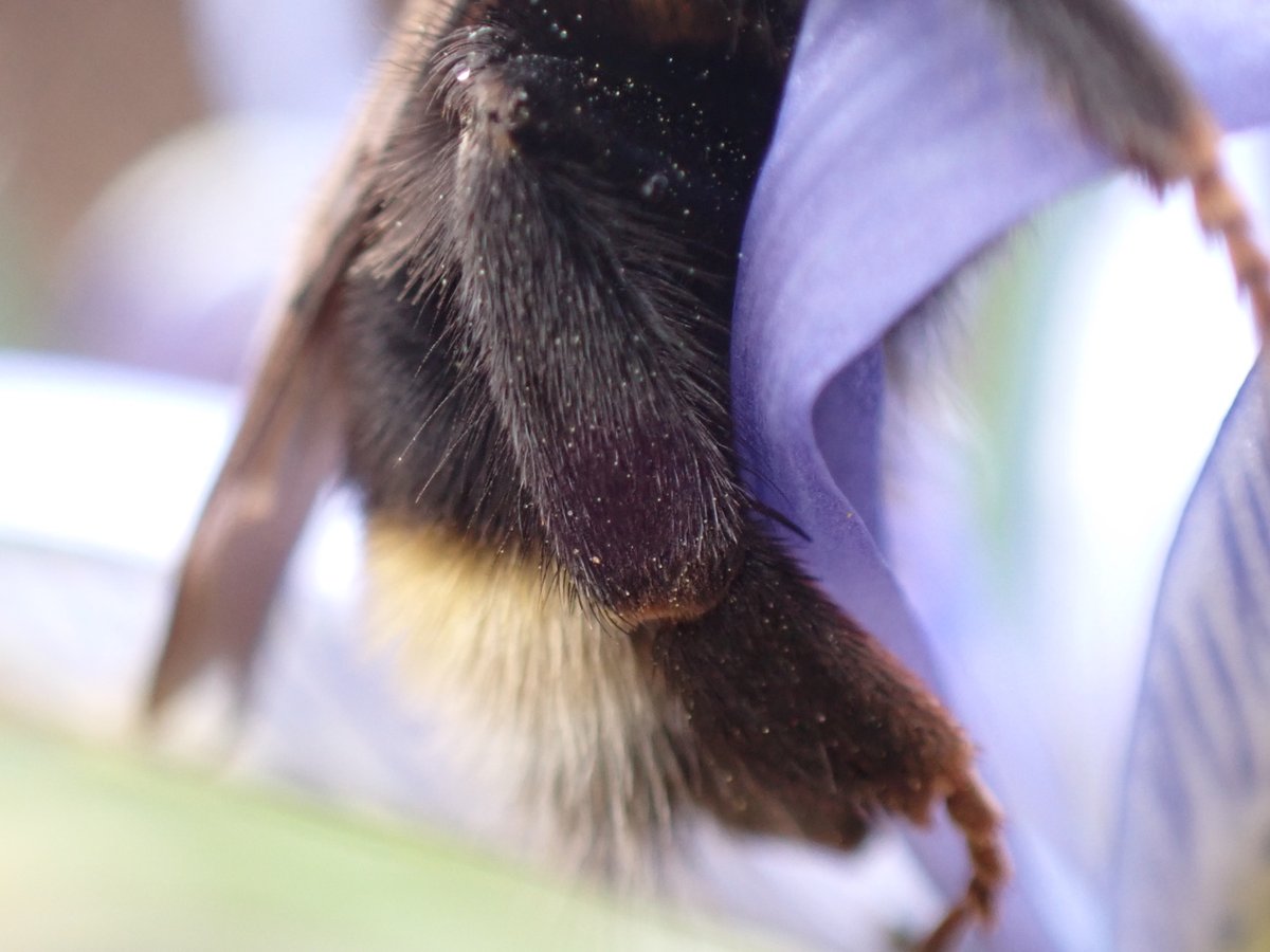 First #bumblebee of the yr &amp; not the species I would expect to see yet! A beautiful Southern cuckoo bee (Bombus vestalis). Check out her hairy hind leg, this area would be shiny &amp; hairless (apart from long stiff outer hairs) in her host the buff-tailed bumblebee. <a href="/BumblebeeTrust/">Bumblebee Conservation Trust</a>