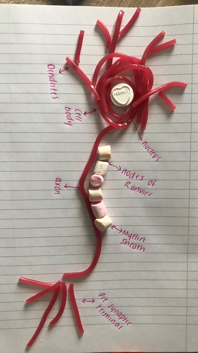 HBKSocSci's tweet photo. 12B have been getting creative with their Neurons this week. These are amazing! 😍 https://t.co/tZDtyqABON
