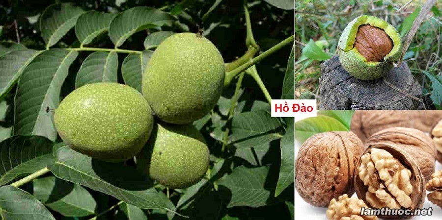 HỒ ĐÀO
A- Lá Hồ đào
...
B- Vỏ quả
...
C- Phân tâm mộc có công dụng như lá nhưng yếu hơn.
...
D- Hồ đào nhân
...
#Vietnam #nguyênliệulàmthuốc #ThuốcBổBồiDưỡng
https://t.co/IGUeIc7guJ https://t.co/QQ1GKMtyfI