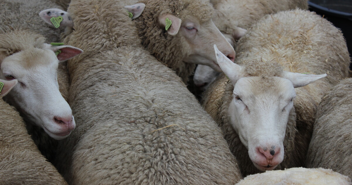 Melding hulpdiensten Heide