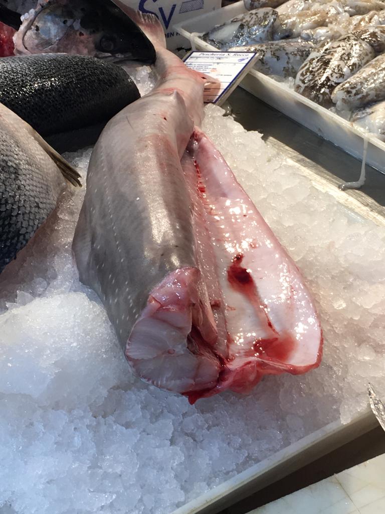 WWF_Med's tweet photo. 2 tonnes of #threatened #smooth-hound #sharks were caught in #adriaticsea in one haul. This big catch is unsustainable!! The #Adriatic #nursery area must be conserved with proper #fisheries management, incl. spatial & temporal measures to save #Medsharks
https://t.co/O0gZbg1csX https://t.co/pGd6jiKj5x