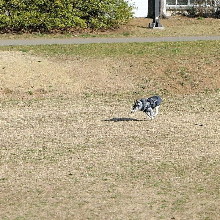 anne_family's tweet image. 探せゲーム。遅いよ〜鼻使え〜😁 Find it game! Hurry up! Use your nose, Anne😁

#dogcommands #findit #nosework #toyfoxterrier #探せ #犬と遊ぶ #トイフォックステリア