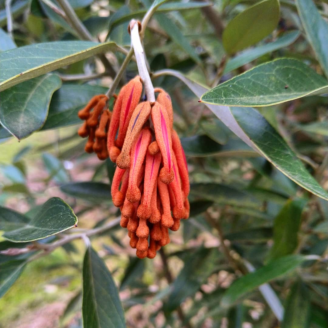 YorksArboretum's tweet image. Spring has sprung: Grevillea victoriae - Royal Grevillea at the Yorkshire Arboretum this week.

Photo by @TreeSpanner 

#yorarb #wildflowers #spring #wednesdaythought