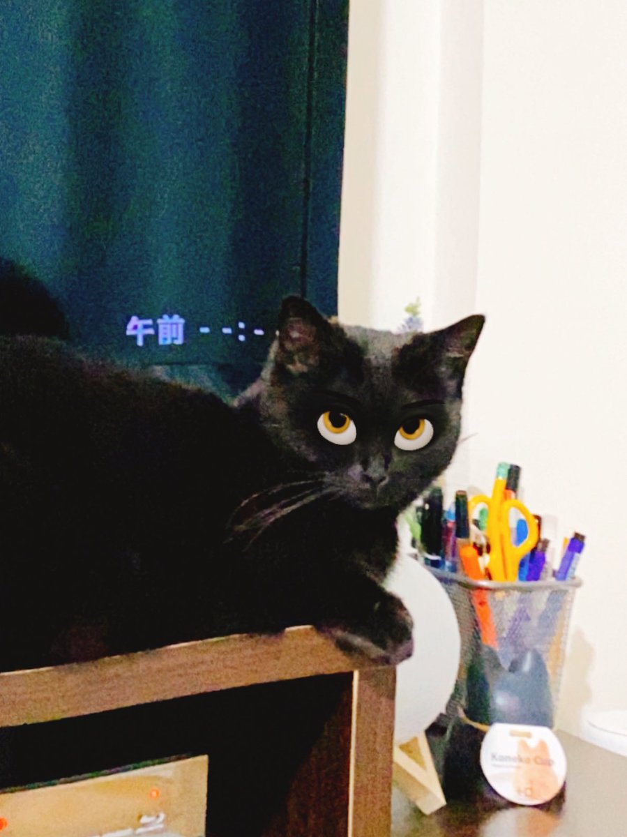 かわいい黒猫ハーブ ディズニーに出てきそうハーブ 悪役 Snapchat かわいい黒猫ハーブ ディズニーに出てきそうハーブ 悪役 Snapchat