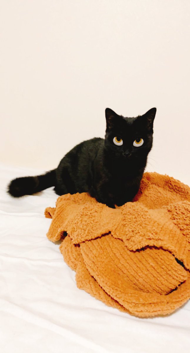 かわいい黒猫ハーブ ディズニーに出てきそうハーブ 悪役 Snapchat かわいい黒猫ハーブ ディズニーに出てきそうハーブ 悪役 Snapchat