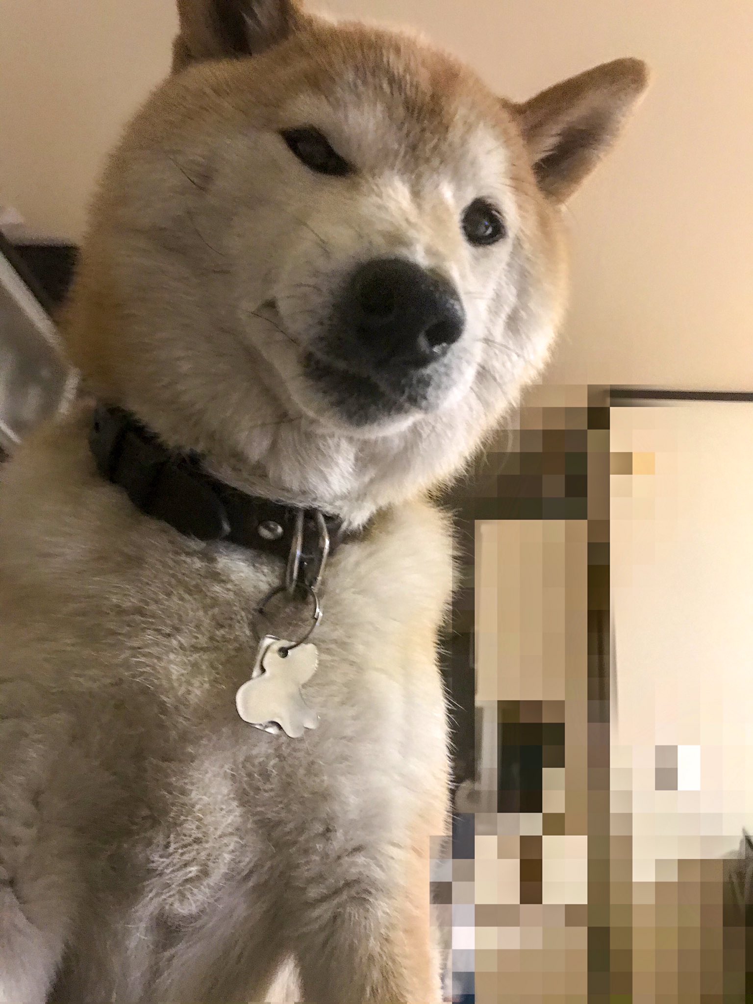 柴犬アラシ Tommy Twitter