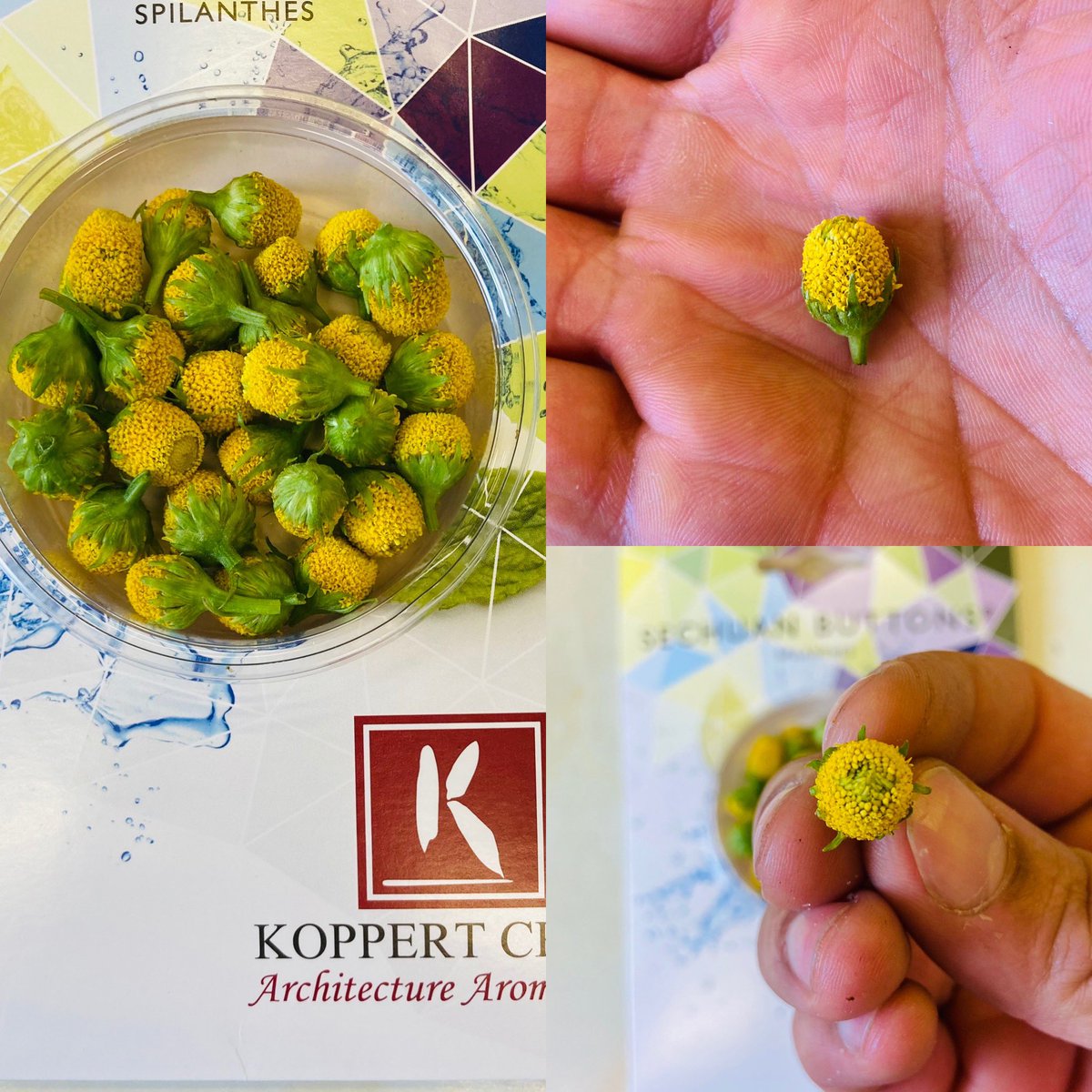 jason_mccrellis's tweet photo. These arrived today for the @koppertcressUK @koppertcress sechuan button challenge got a lovely dish in mind for these tongue numbing beauties #sechuanbuttonchallenge
#sechuanbutton https://t.co/nCE0vFh5LC
