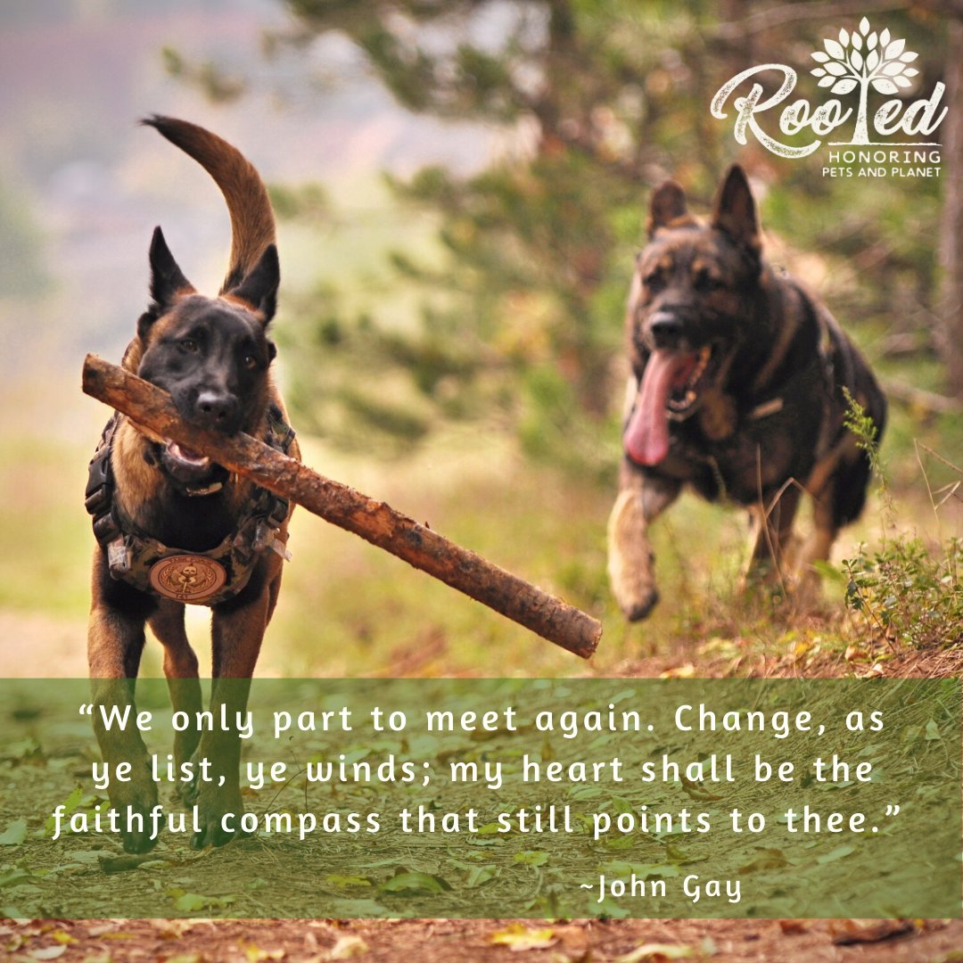 RootedPet tweet media