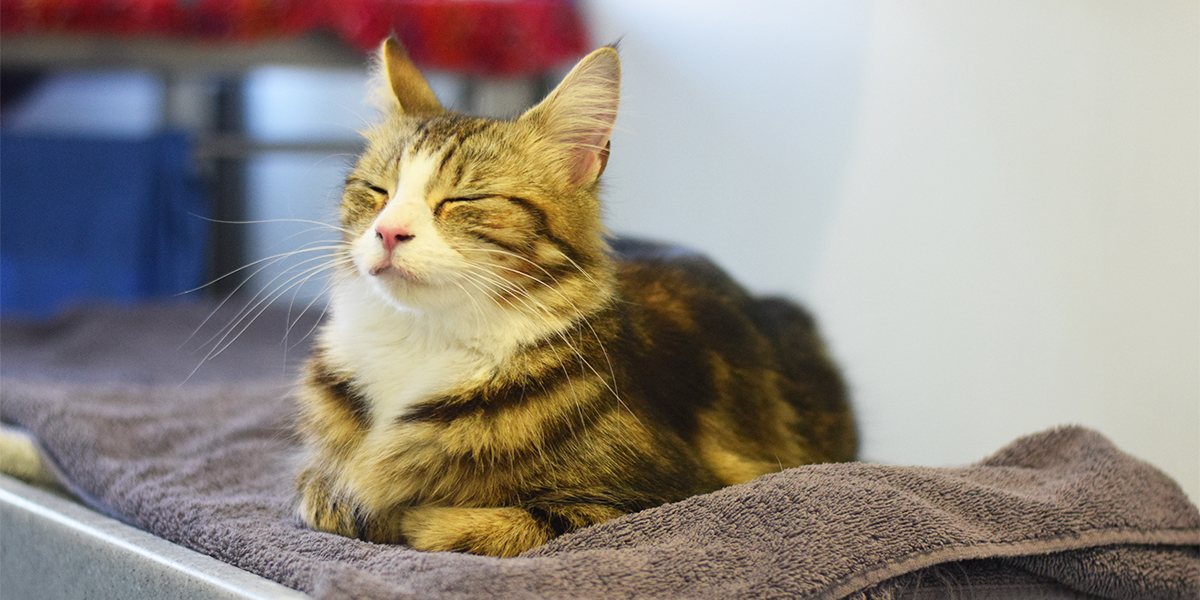 Battersea_'s tweet image. Whilst cystitis is very common in cats, it's also very uncomfortable for them. Reducing stress at home can be one of the most effective ways to treat and manage it.🐱💙Here are our tips on how to do this:
fal.cn/3dBgo