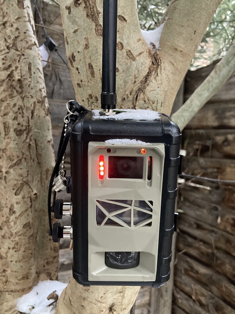 SamSeccombe's tweet image. Here’s our #InstantDetect2 camera that sends images using LoRa radio being tested in a small London garden during the recent cold period. Final field trials and CE certification are planned for later this year, then launch. #Tech4Wildlife @WILDLABSNET