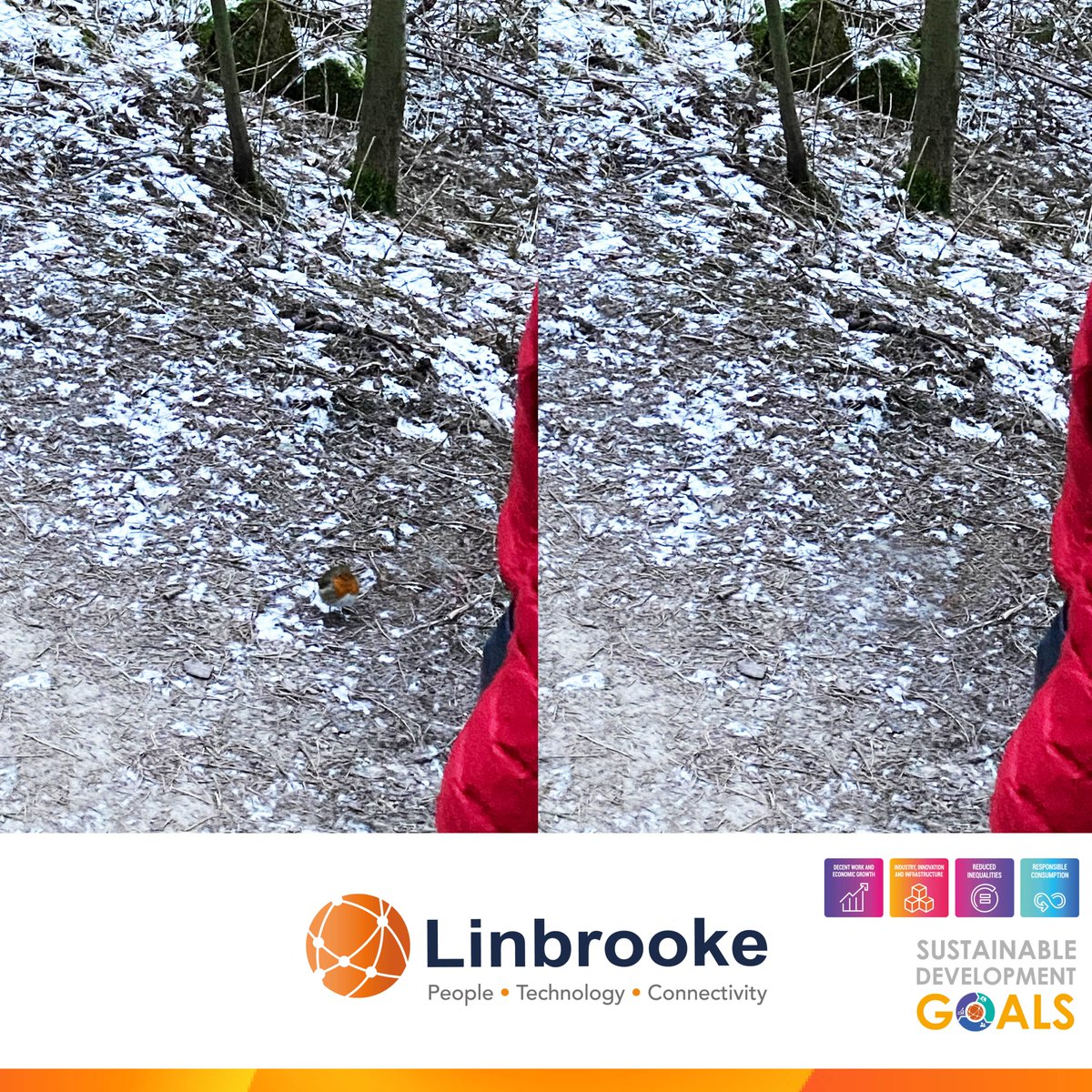 #SustainabilityJourney 

Spot the difference: how many differences between the two images can you find, and can you guess this month's Linbrooke's sustainability theme?

#sustainability #environment #sustainable #nature #wildlifewednesday #wildlifephoto #BirdsSeenIn2021