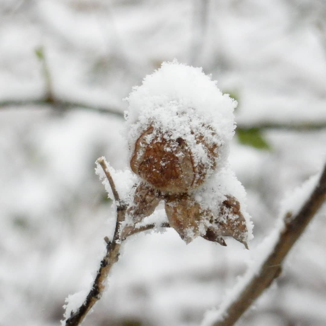 yama_miyu_0810's tweet photo. 今朝、吹雪いて真っ白な世界になってました。
#雪景色 #雪 #ファインダー越しの私の世界 #写真好きな人と繋がりたい #カメラ好きと繋がりたい #カメラ女子 #カメラじょうずになりたい #キリトリセカイ #山口県宇部市 #ubecity https://t.co/FfGh2Ha31H