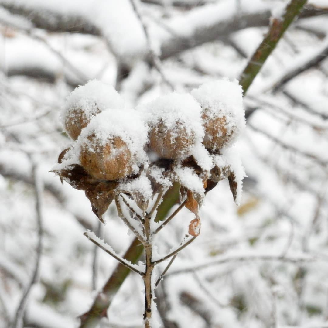 yama_miyu_0810's tweet photo. 今朝、吹雪いて真っ白な世界になってました。
#雪景色 #雪 #ファインダー越しの私の世界 #写真好きな人と繋がりたい #カメラ好きと繋がりたい #カメラ女子 #カメラじょうずになりたい #キリトリセカイ #山口県宇部市 #ubecity https://t.co/FfGh2Ha31H