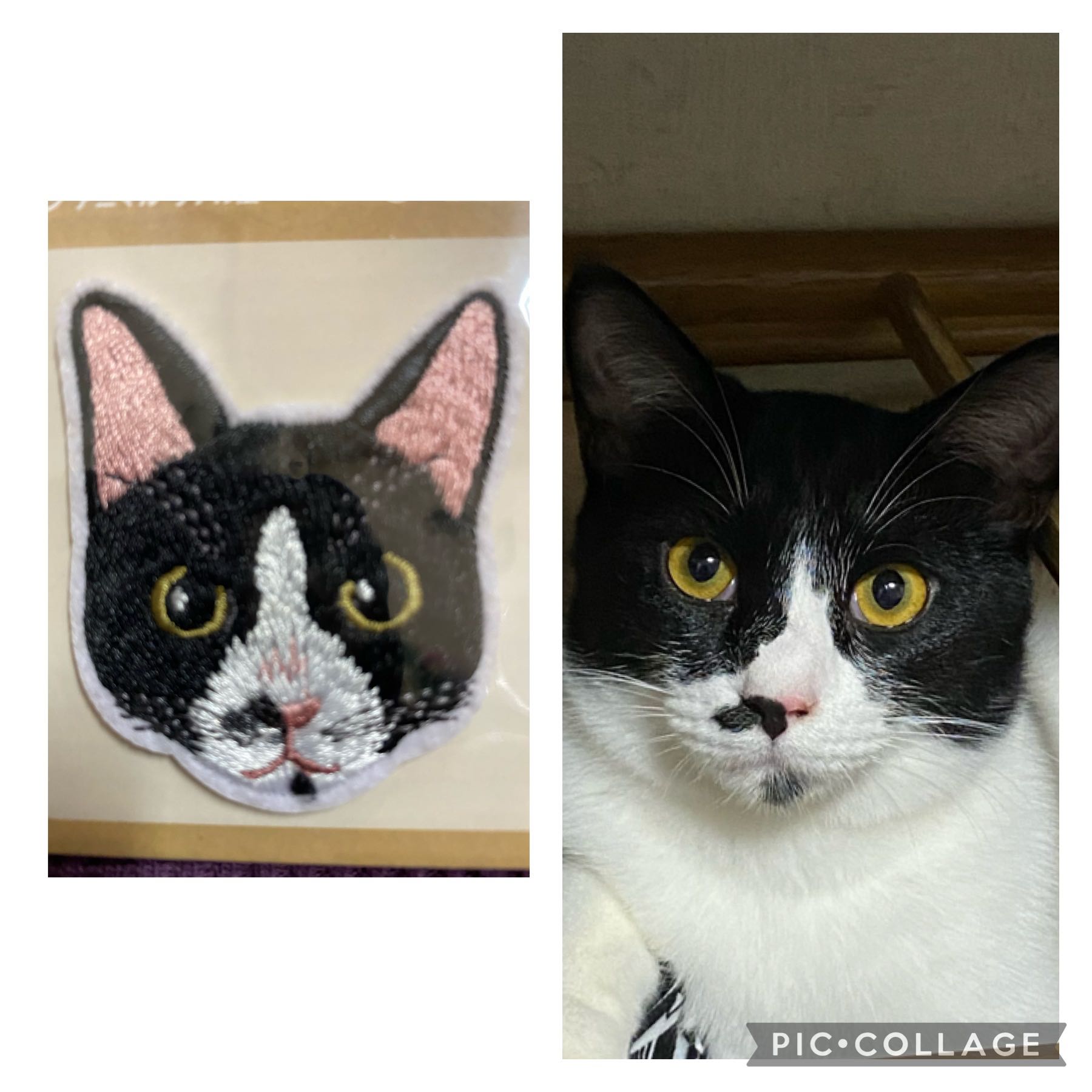 もにか ホクロ付け足し はちわれ ハチワレ 白黒 ねこすた 猫 ねこ T Co Xeqtl2b5d0 T Co Vxqomd9yyz Twitter