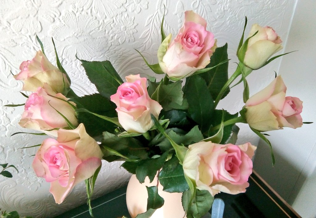 s4r4h_l's tweet photo. Happy #RoseWednesday to me, courtesy of my @asda shop. 😊Showing myself a little love today. @TheFlowerWorld #SolaceInNature #positivity #joy #vitaminN https://t.co/JykG7T5AhW