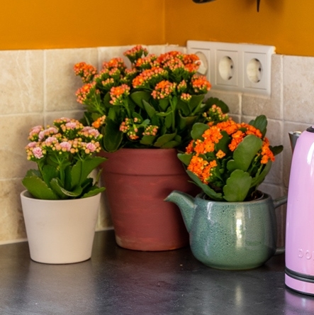 Planten in de keuken. Ja of nee?👇
#AlwaysKalanchoe #Kalanchoe #woestijnroos #AltijdKleurrijk #altijdMakkelijk #alwayscolourful #easycare #AltijdGezellig #vetplant #vetplantmetbloemen #potbloeier