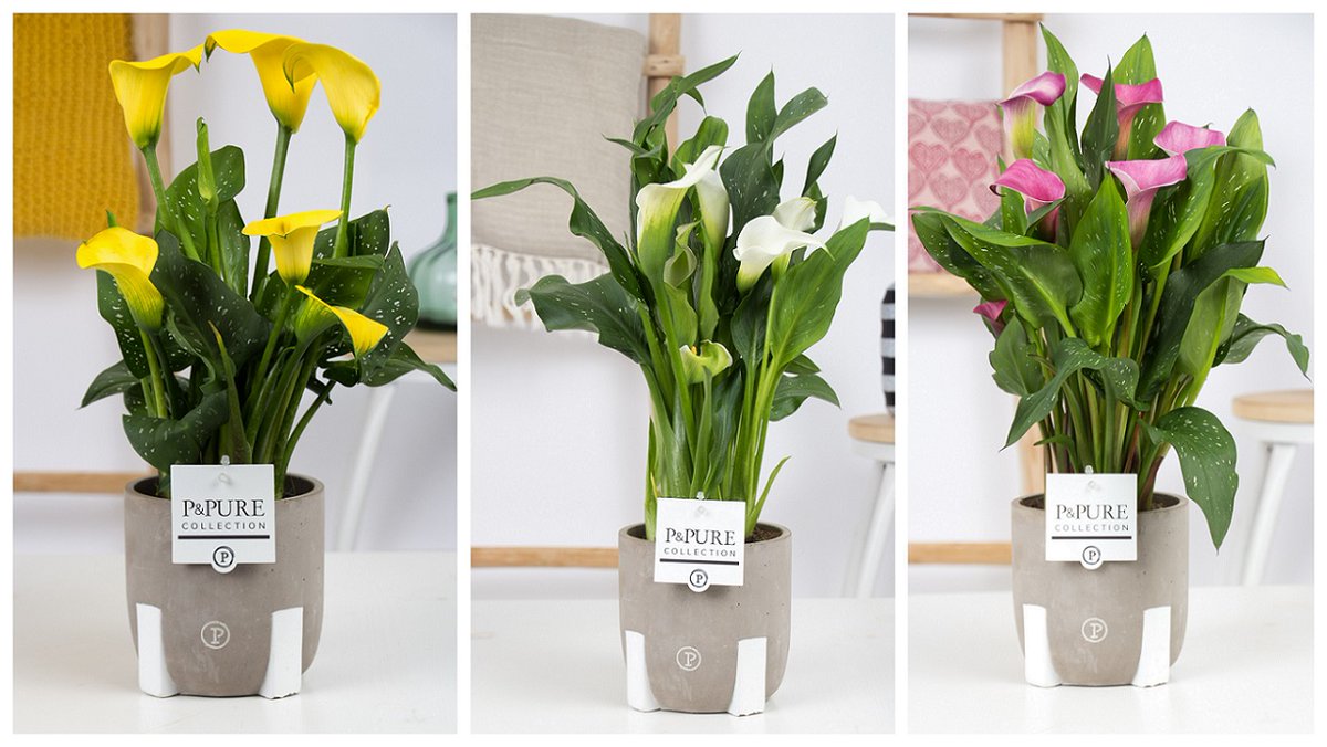Ook ons #succesmodel #Jade 3 is vanaf #maandag a.s. leverbaar met onze #Calla mix. Uiteraard is deze ook op kleur leverbaar. Informeer naar de mogelijkheden <a href="/PPurecollection/">P&Pure Collection</a> !!