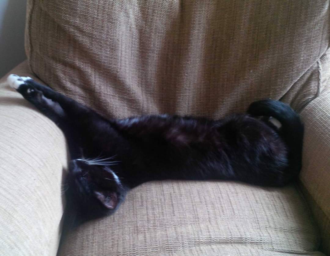 Happy #WorldCatDay, everyone.
No, not International Cat Day. That's August 8. And it's not World Cat Day in Russia 'til March 1. Japan also does their own thing Feb 22. But here it's World Cat Day so I celebrate our felines - even if they can't be bothered. #CatsOfTwitter https://t.co/AFdQwyzUqB