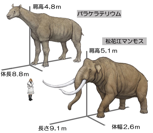 ちおね 長崎 2nd そういえば 松花江マンモスもステップマンモスの仲間だという話 どちらにせよ体高5m程度 5mといえば この手の道路標識の設置基準なので 割と想像しやすいというか クソでかいな 感 T Co Zwh3wxk4jt Twitter