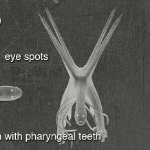 Jika kita mengaitkan antara Hallucigenia dan AoT sendiri, kit akan menemukan bahwa wujud Founding Titan Eren terinpirasi dari bentuk dan cara bergerak Hallucigenia. Termasuk bentuk duri-duri dipunggungnya dan jg tulang belulang di kakinya. Amazing.