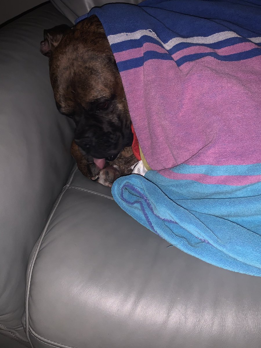 bhokaj's tweet photo. When it’s so cold in Houston you have to cover up your dogs inside your house.  @abc13houston @abc13weather https://t.co/7jY45qgK4Q