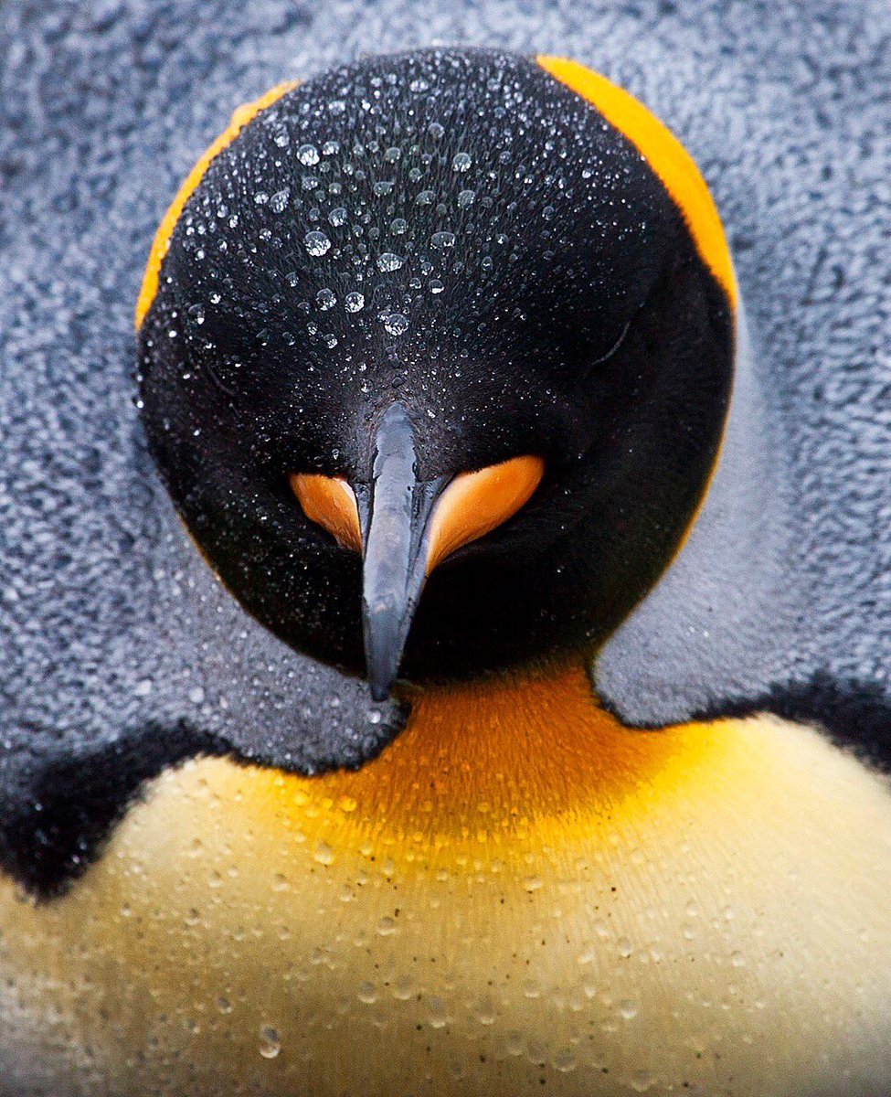AgamiPhoto's tweet image. It is our birthday!
20 years ago we, @MarcGuyt @RoydeHaas1 + #willeurs started our @AgamiPhoto adventure
Great things happened in the past + super excited about future projects, incl #agami conservation initiative
stay tuned!
To celibrate, we will be sharing many images today!