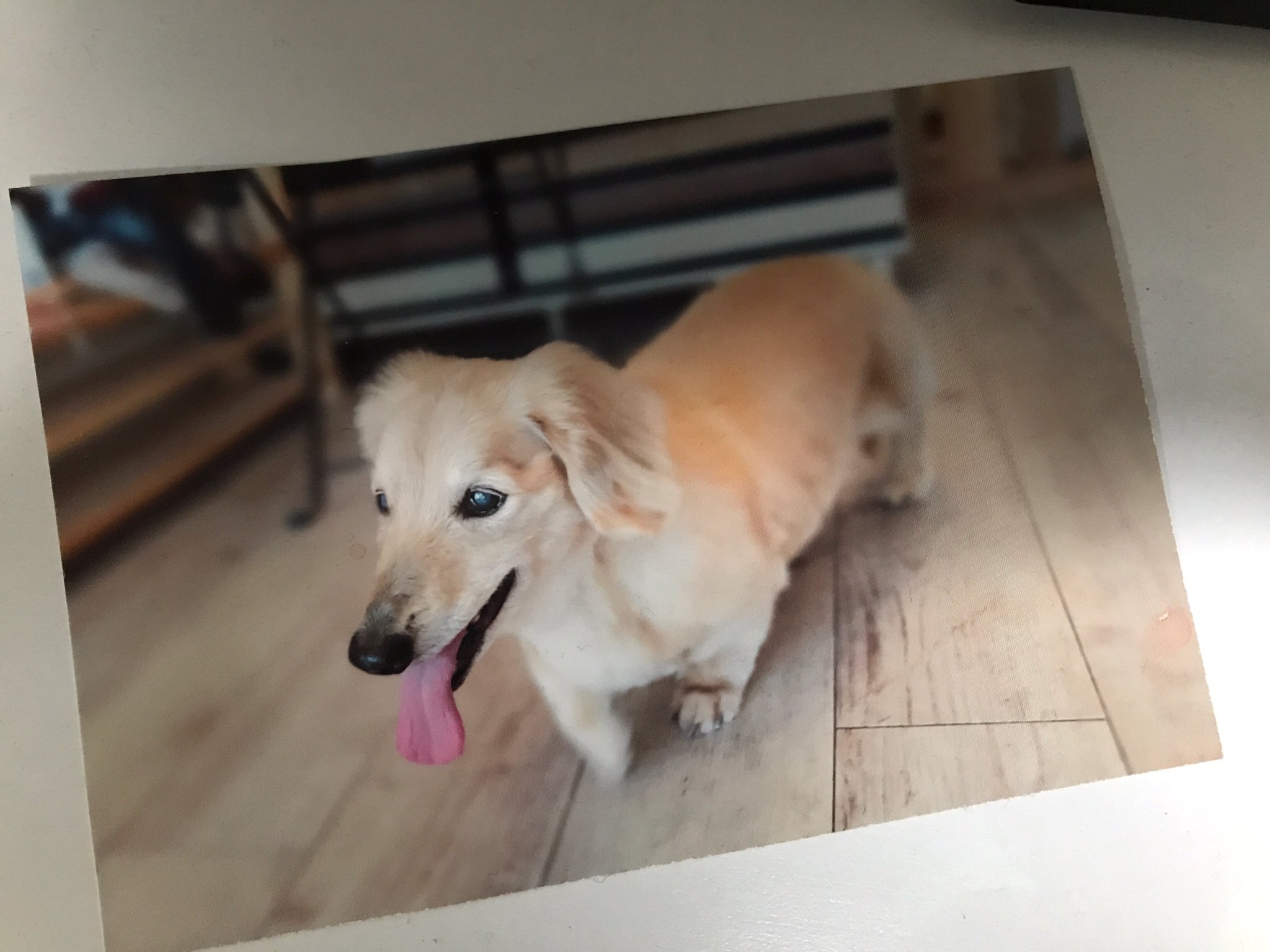 ぴよひ うちの犬シャンプーとかカット頼んだ後の仕上がりの写真だといつもめっちゃかわいく撮られてくるのに 家でカメラ向けるとすぐ変な顔したりよそ向いたりして難しい なんかコツとかあるのかな T Co Dahca2flaf Twitter