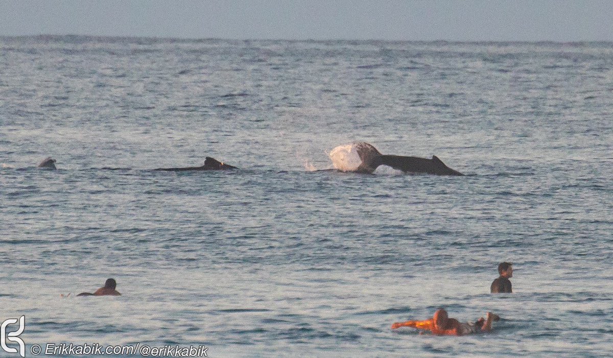 HawaiiNewsNow's tweet photo. Check out these photos from Haleiwa by Erik Kabik! He says whales put on quite a show for surfers around sunset tonight. Mahalo for these amazing shots!🐳 #HNN https://t.co/jFTdYr8Lgp