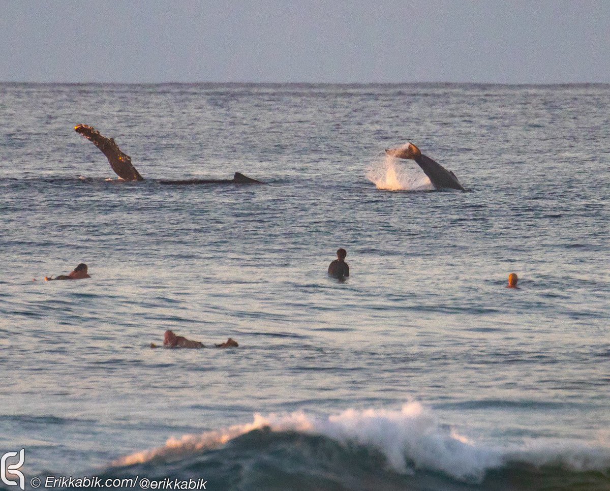 HawaiiNewsNow's tweet photo. Check out these photos from Haleiwa by Erik Kabik! He says whales put on quite a show for surfers around sunset tonight. Mahalo for these amazing shots!🐳 #HNN https://t.co/jFTdYr8Lgp