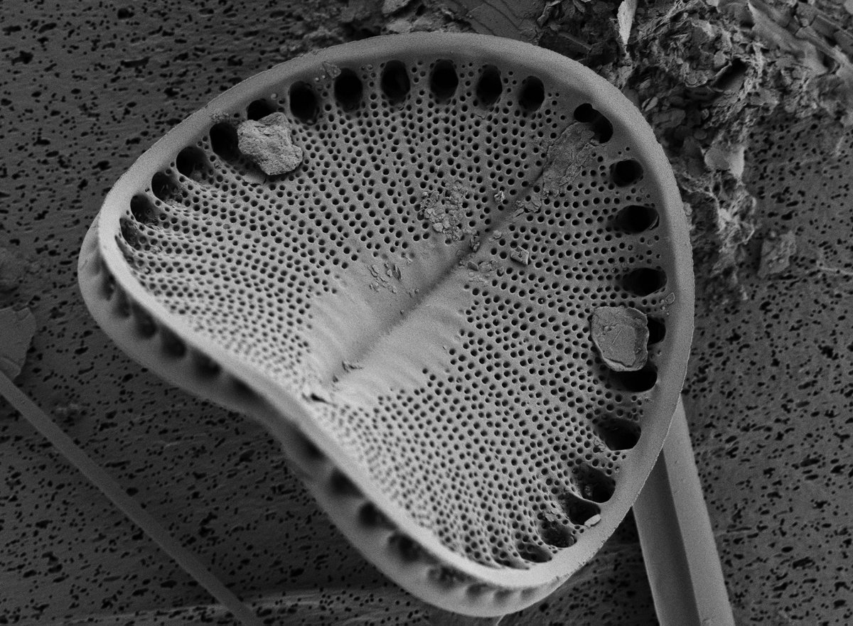 Marinarium tweet media