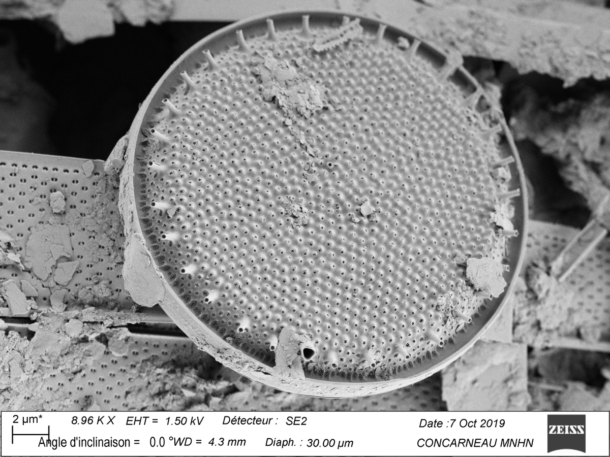 Marinarium tweet media