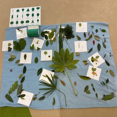 MSTokyoGinkgo's tweet photo. A collection of leaves to classify based on shapes. Students are looking into the details! https://t.co/dCnfxpsJQu