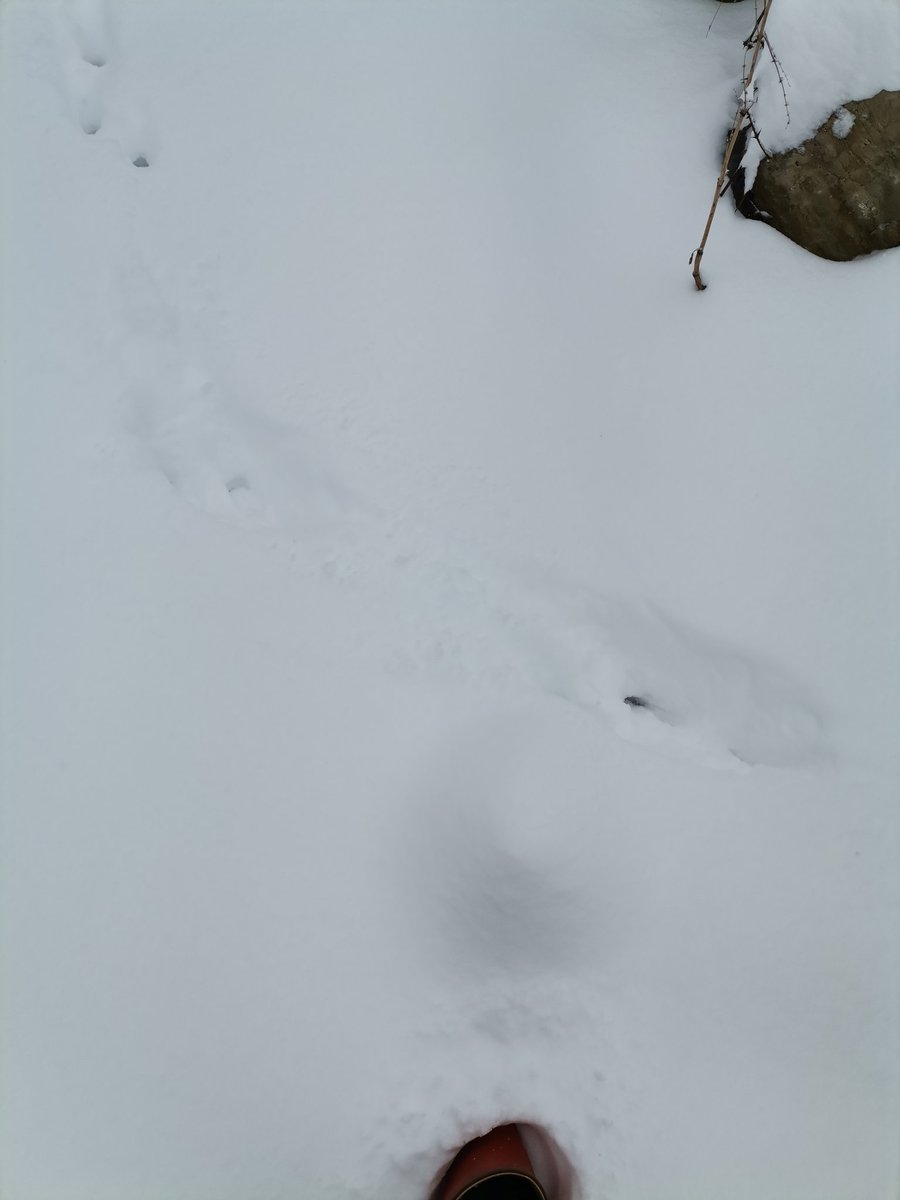 Eğitime kar engel mi😂 <a href="/OrhanOzen_25/">Orhan ÖZEN</a> <a href="/Erzurum_Mem/">Erzurum İl Millî Eğitim Müdürlüğü</a> <a href="/MemTortum/">Tortum İlçe MEM</a>