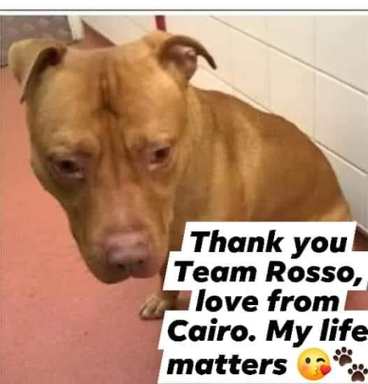 #help please don’t let him die 😢😢Please keep helping to find anyone in the photo do you recognise anyone this poor dog is at serious risk of being put to sleep he has done nothing wrong. NO ONE IS IN TROUBLE apart from the dog but YOU can help save him please all details on FB