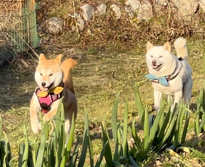 と q 白 柴 みかん 太郎 柴犬
