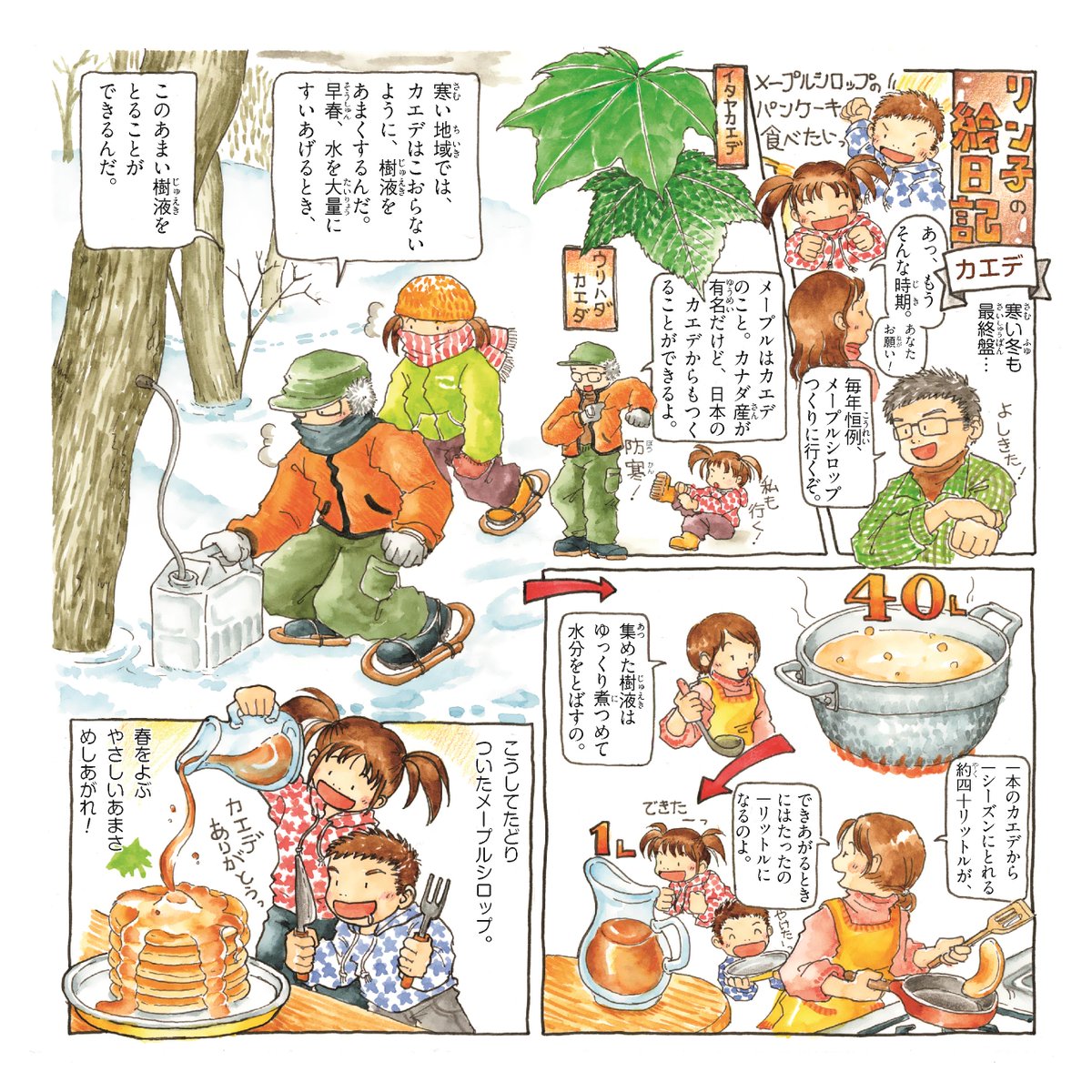 農林水産省 日本人と木の付き合いをご紹介する 樹木漫画 リン子の絵日記 から カエデ をお送りします カエデは 葉の形がカエルの手に似ているので カエル手 が変化してカエデになったそうです 国産メープルシロップ味わってみてね 樹木
