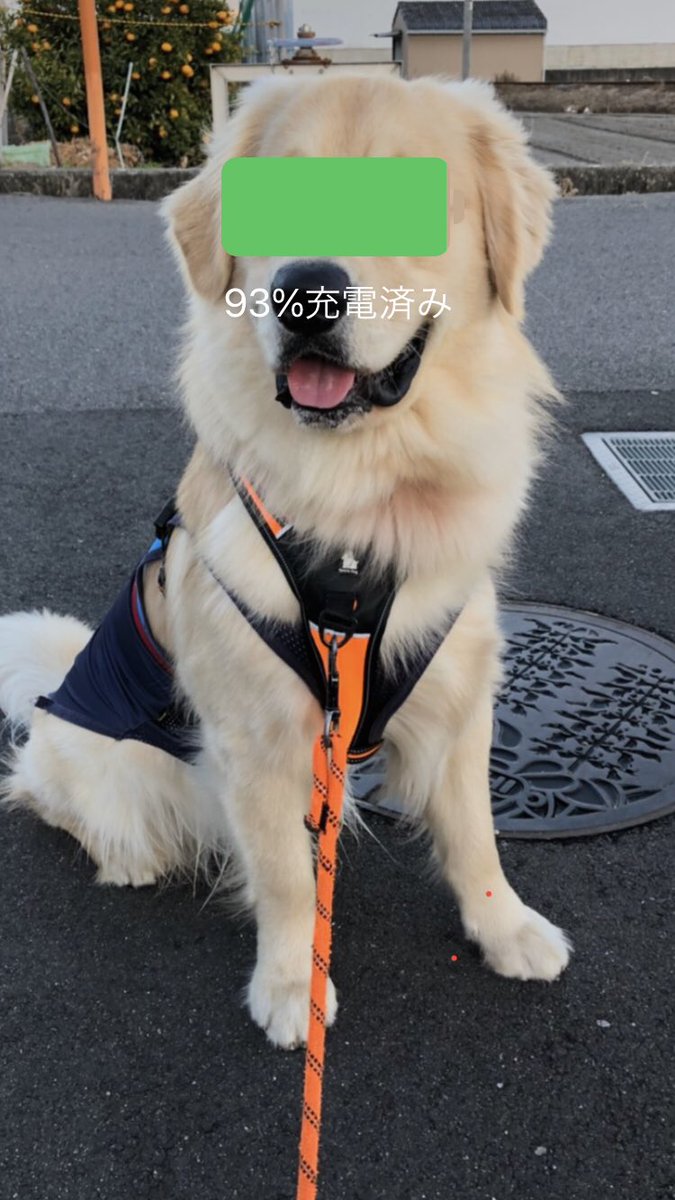 ゴールデンレトリバー チップ ペット栄養学勉強中 思ってたんとちがう 昨日撮った写真をiphoneの壁紙に設定したらアメコミのヒーローみたいになっとるやないか 93 充電済み ゴールデンレトリバー チップ ペット栄養学勉強中 思ってたんとちがう 昨日撮った写真をiphoneの壁紙に設定したらアメコミのヒーローみたいになっとるやないか 93 充電済み