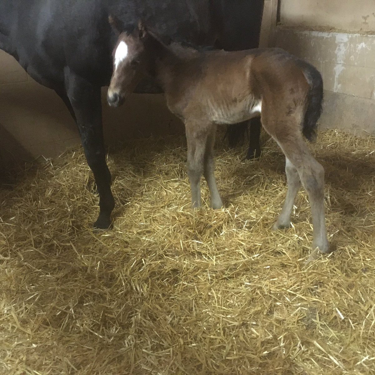 Lovely filly by HARZAND (<a href="/AgaKhanStuds/">Aga Khan Studs</a>) out of Classic Diva (multiple winner in France). Half sister to two time winner CLASSIC LORD (<a href="/AndrewBalding2/">Andrew Balding</a>).