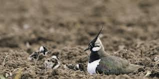 £120,000 of  @DefraGovUK grant could fund 229 hectares of lapwing plots (AB5) providing safe nesting sites for lapwing, stone curlew and skylark within an arable landscape.