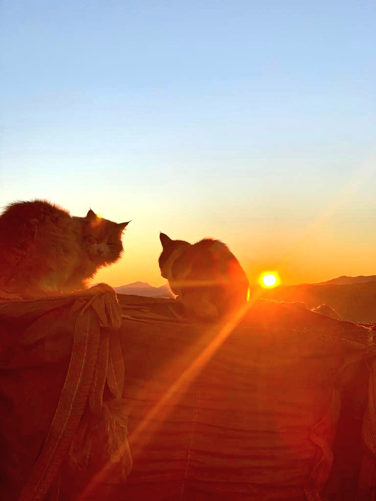 MuratArslan2396's tweet photo. Kutlanmaya değer bir gün
#DünyaKedilerGünü 🐱🐈
Benim bebeklerim ☺️
#benimkadrajım https://t.co/tsHMoDpsnl