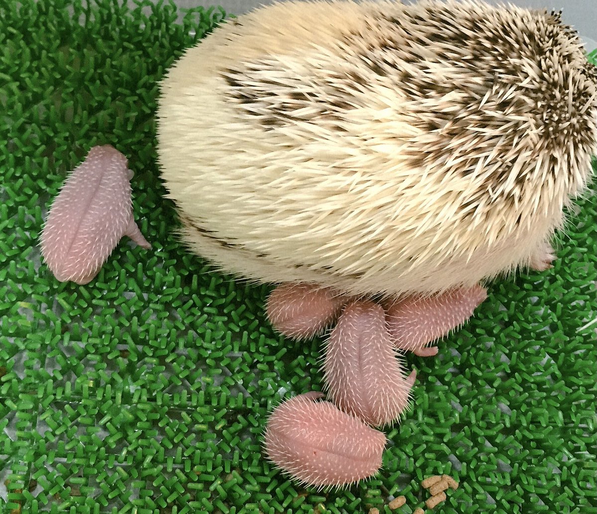生まれた時点でその形状なんだ 猫の舌みたい 初見の人が多数のハリネズミの赤ちゃんに感激の声続出 Togetter 生まれた時点でその形状なんだ 猫の舌みたい 初見の人が多数のハリネズミの赤ちゃんに感激の声続出 Togetter