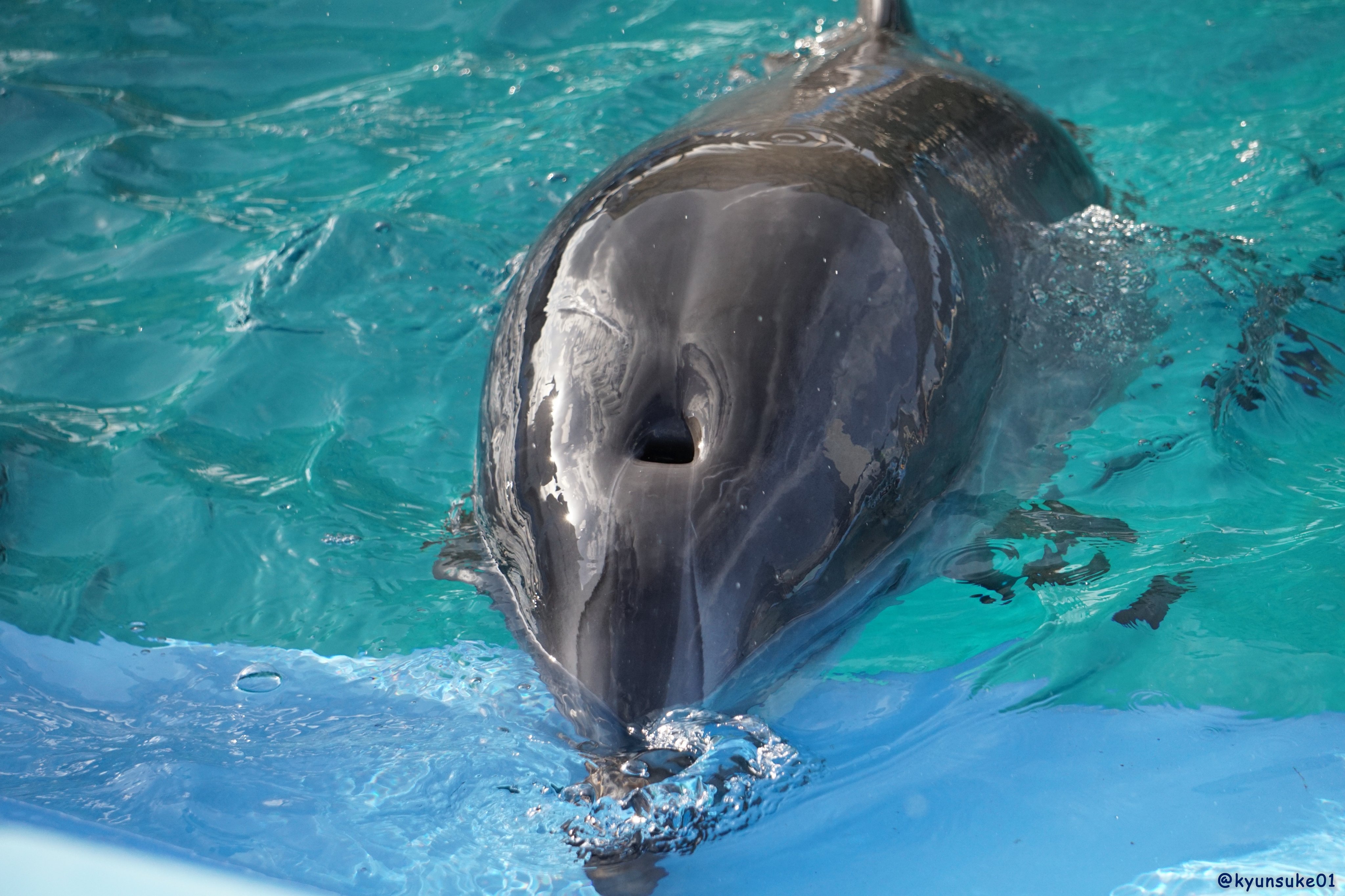 キュンすけ 肺呼吸 名古屋港水族館 バンドウイルカ イルカ たぶんハッピーちゃん T Co Onkhxcs3ic Twitter