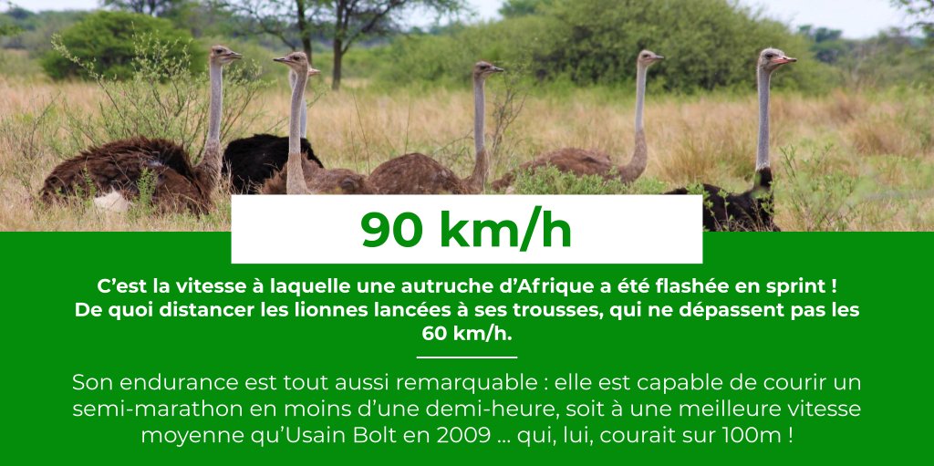 [Le Saviez-Vous ? #37]

🏃‍♀️ Si l’autruche est un oiseau qui ne vole pas, son espèce a réussi sa reconversion dans la course... entre autres ! 

🥇 Les dimensions de son corps et de ses oeufs sont aussi des raisons de la voir apparaître dans le Guinness !

#nature #vitesse #records