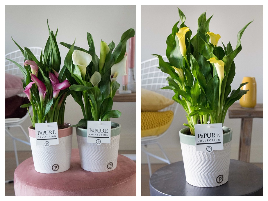 #Maandag a.s. starten we <a href="/PPurecollection/">P&Pure Collection</a> weer met onze #Calla lijnen .... deze zijn o.a. beschikbaar in ons #Valerie #keramiek. Met de #lente in aantocht een echt "#musthave item" !