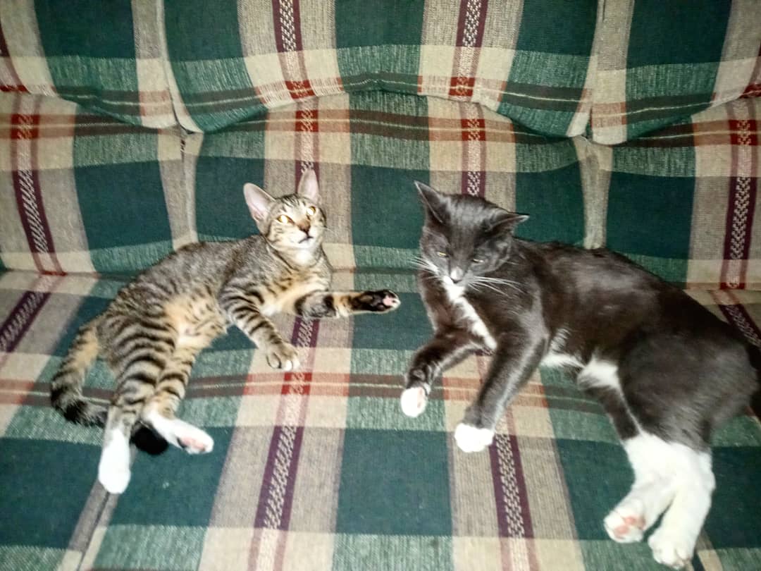 KingTomTom4's tweet photo. Hanging out with the little one @PercyousP just relaxing. #KingTomTom #TheKing #KingKat #Relaxing #WithLittleOne #Percy #YouTube #YouTubeKat #Instagram #InstagramKats #Twitter #TwitterKats @YouTube @instagram @Twitter https://t.co/AEOrllh5nL
