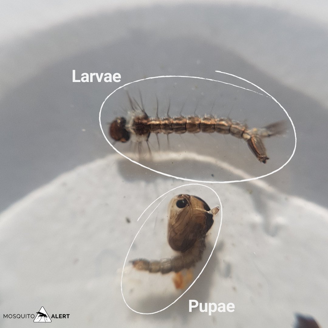 Diferencias entre una #larva de mosquito y una #pupa 🦟 👉Las larvas son  activas, se alimentan de microorganismos y de materia orgánica en  suspensión. Para respirar, suben a la superficie. 👉 Las, image size:1080x1080
