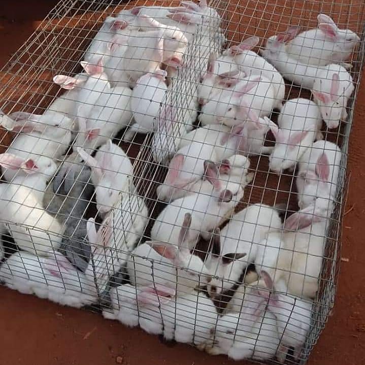Thanks to the University of Ibadan Zoo for the purchase of these quality Rabbits from #DaveDanFARMSJos .
We are committed on quality for our esteemed clients