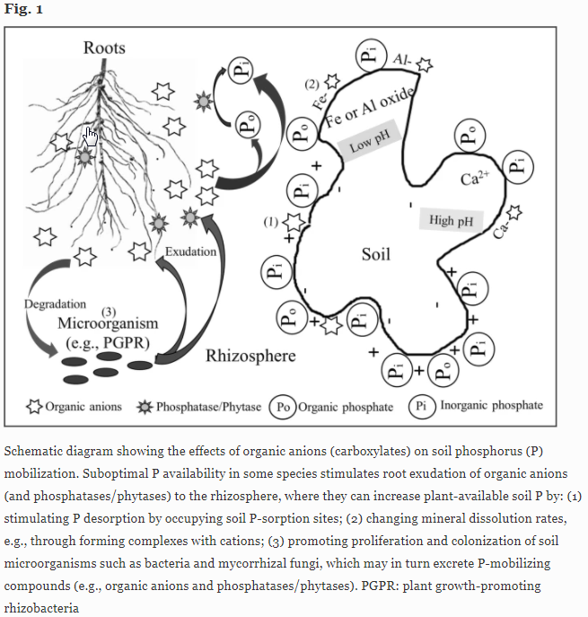 plantandsoil's tweet photo. Read now this review on "Root-released organic anions in response to low phosphorus availability: recent progress, challenges and future perspectives".  https://t.co/yexzKZrG3d
#plantandsoil #PLSO https://t.co/tDmrRaHFsh