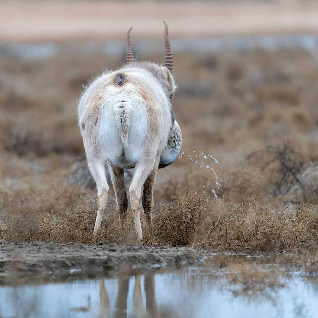 Iucn Ssc Antelope Specialist Group Antelopesg Twitter Iucn Ssc Antelope Specialist Group Antelopesg Twitter