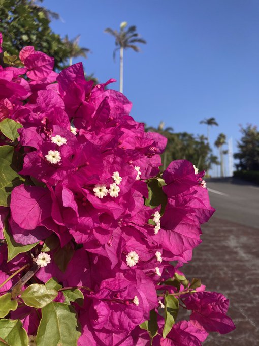 ブーゲンビリアのtwitterイラスト検索結果